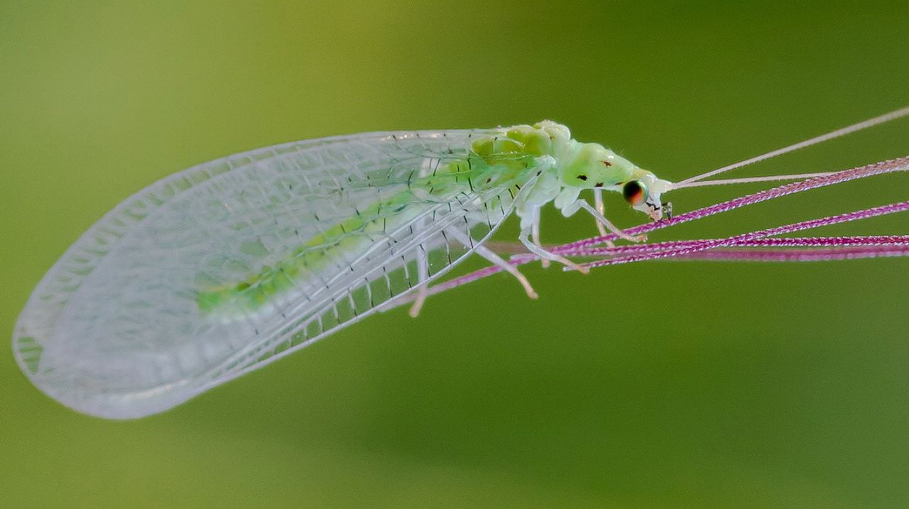 Chrysopidae sp.